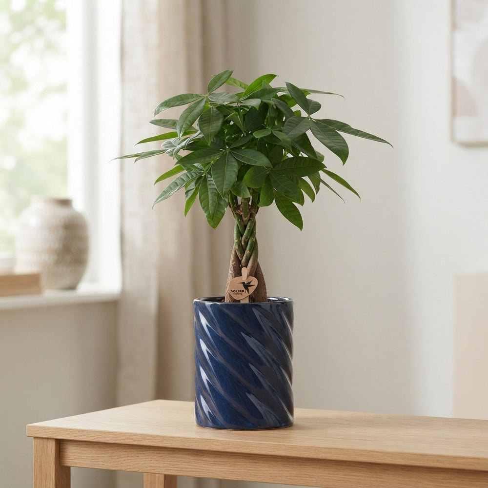 Pachira Aquatica Money Tree – 9cm Ceramic Cube Pot