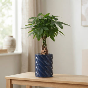 Pachira Aquatica Money Tree – 9cm Ceramic Cube Pot