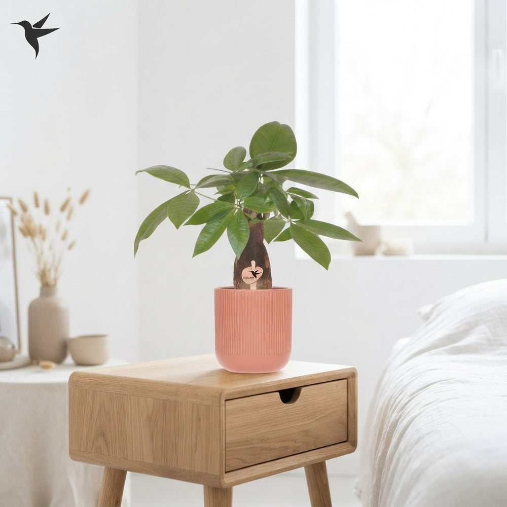 Money Tree (Pachira aquatica) – 9cm Ceramic Marrakesh Pot