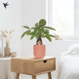 Money Tree (Pachira aquatica) – 9cm Ceramic Marrakesh Pot