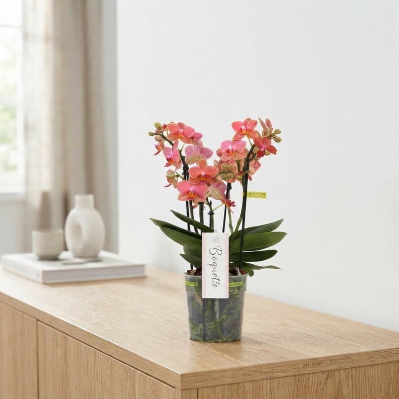 Orange Phalaenopsis Orchid – 12cm Pot, 35cm High