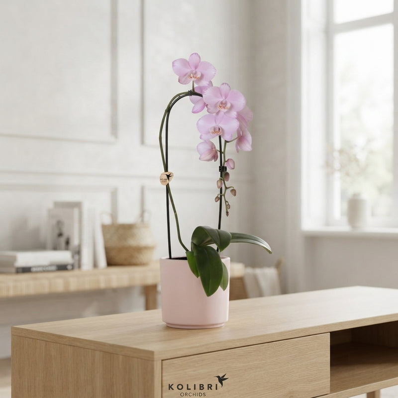 Mixed Phalaenopsis Orchid – 1 Stem, 12cm Ceramic Pot