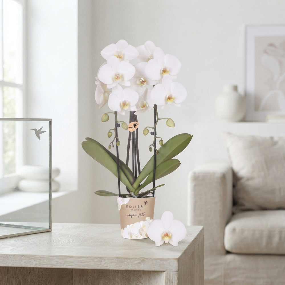 Yellow Phalaenopsis Orchid – 12cm Pot, 45cm High