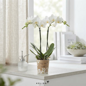 White Phalaenopsis Orchid – 2 Stem, 9cm Pot