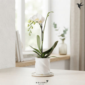 Mixed Phalaenopsis Orchid – 2 Stem, 9cm Ceramic Pot