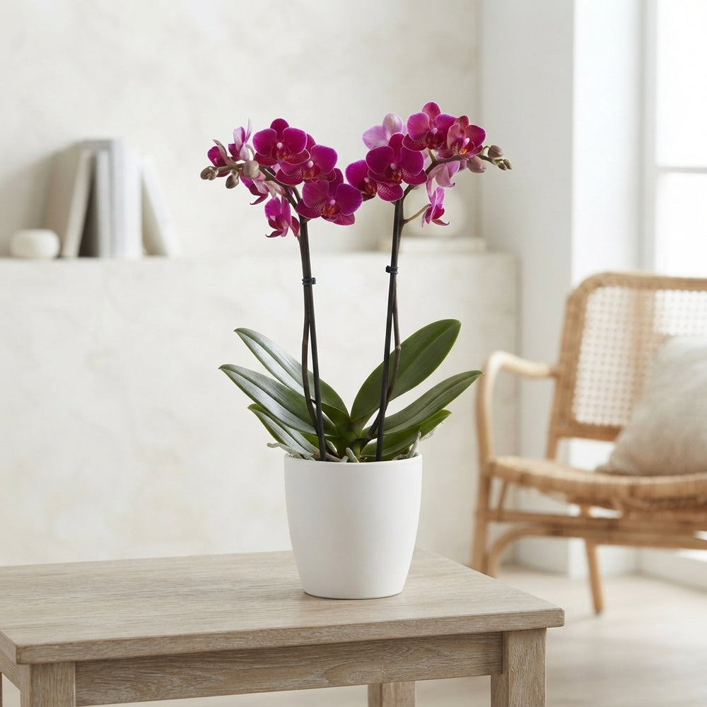 Mixed Phalaenopsis Orchid – 9cm Pot, 32cm High
