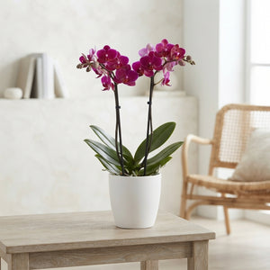 Mixed Phalaenopsis Orchid – 9cm Pot, 32cm High