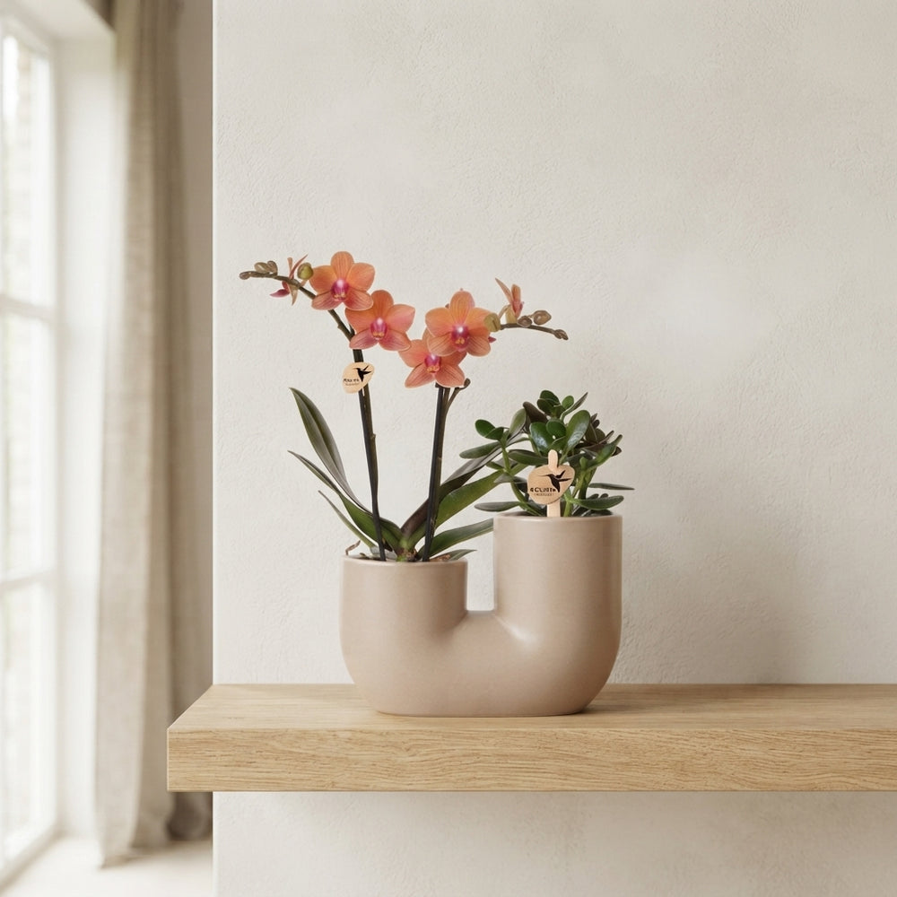 Orange Phalaenopsis Orchid Arrangement – 18cm Ceramic Pot