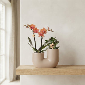 Orange Phalaenopsis Orchid Arrangement – 18cm Ceramic Pot