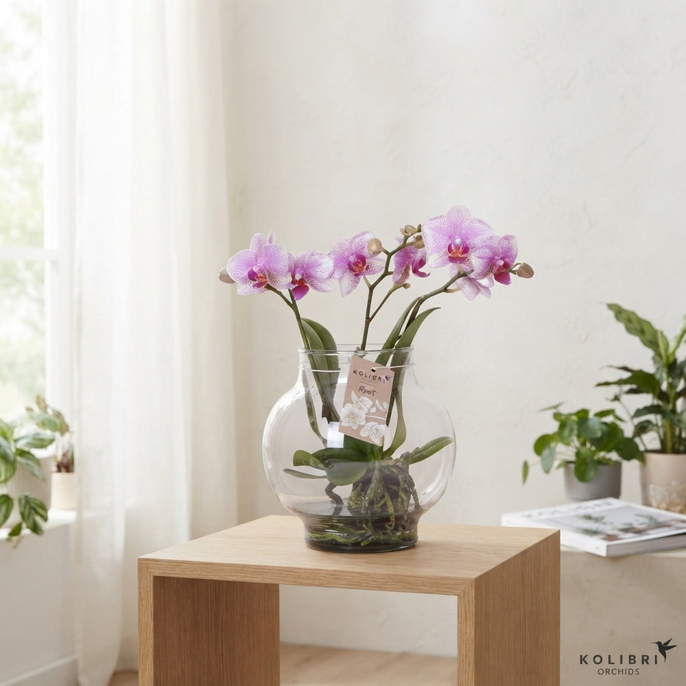Mixed Phalaenopsis Orchid – 16cm Glass Bowl, 50cm