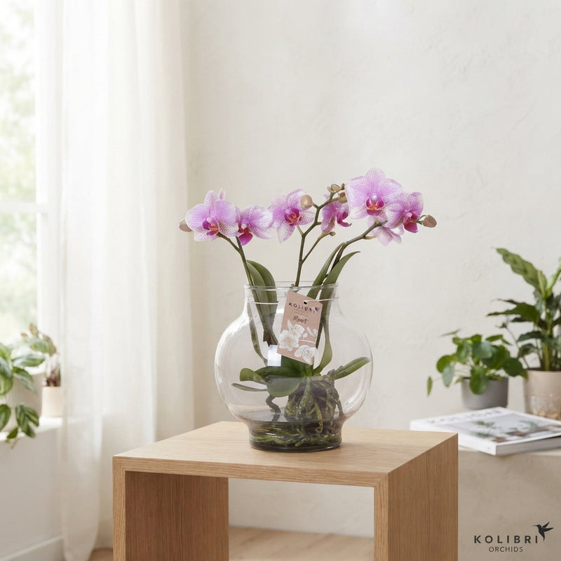 Mixed Phalaenopsis Orchid – 16cm Glass Bowl, 50cm