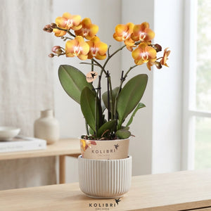 Orange Phalaenopsis Orchid – 3 Stem, 12cm Pot