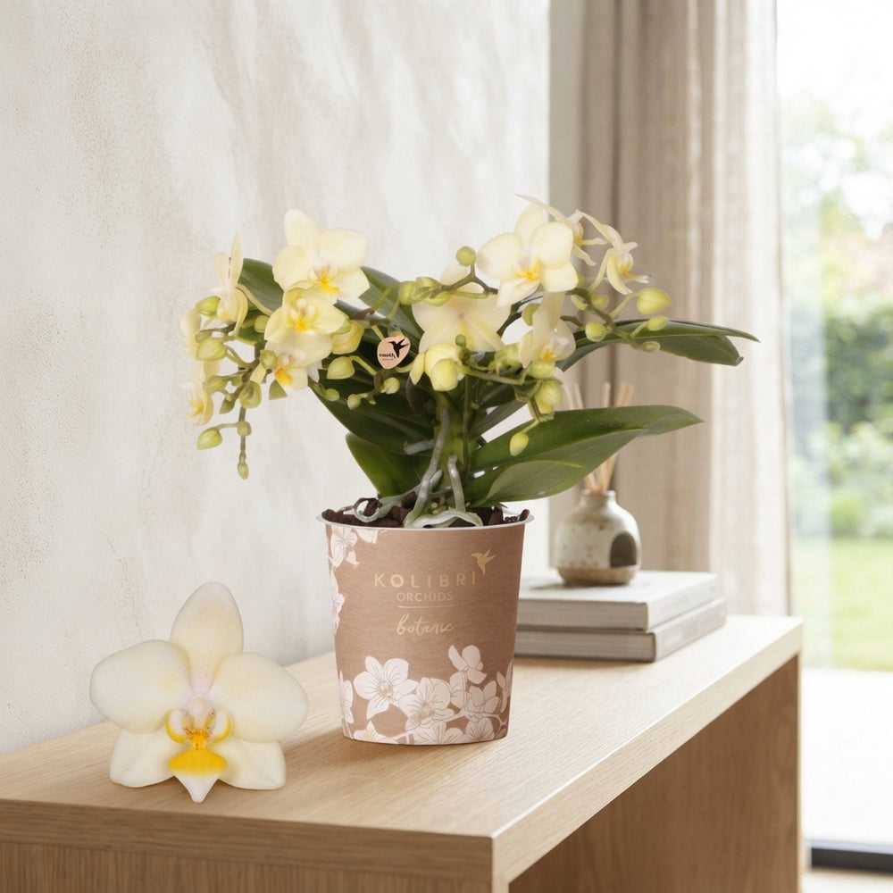 Yellow Phalaenopsis Orchid – 9cm Pot, 4 Spikes