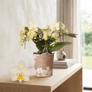 Yellow Phalaenopsis Orchid – 9cm Pot, 4 Spikes