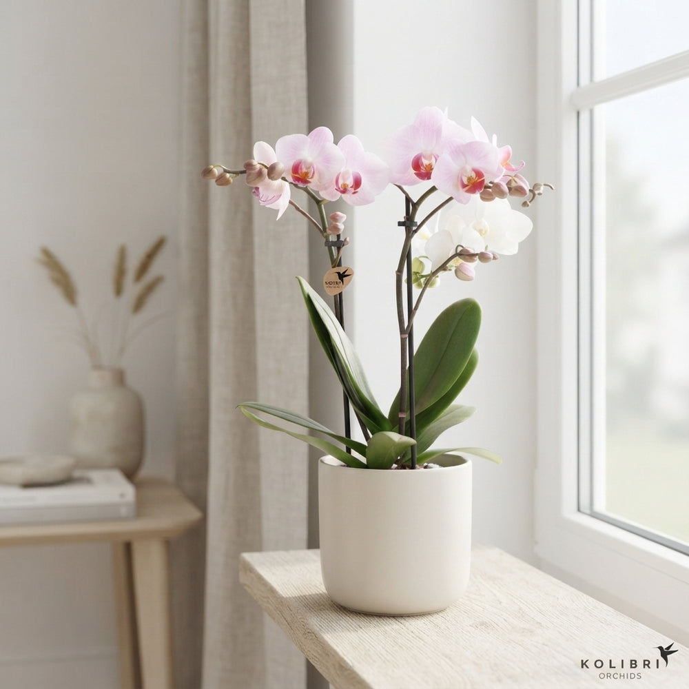 Mixed Phalaenopsis Orchid – 2 Stem, 9cm Pot