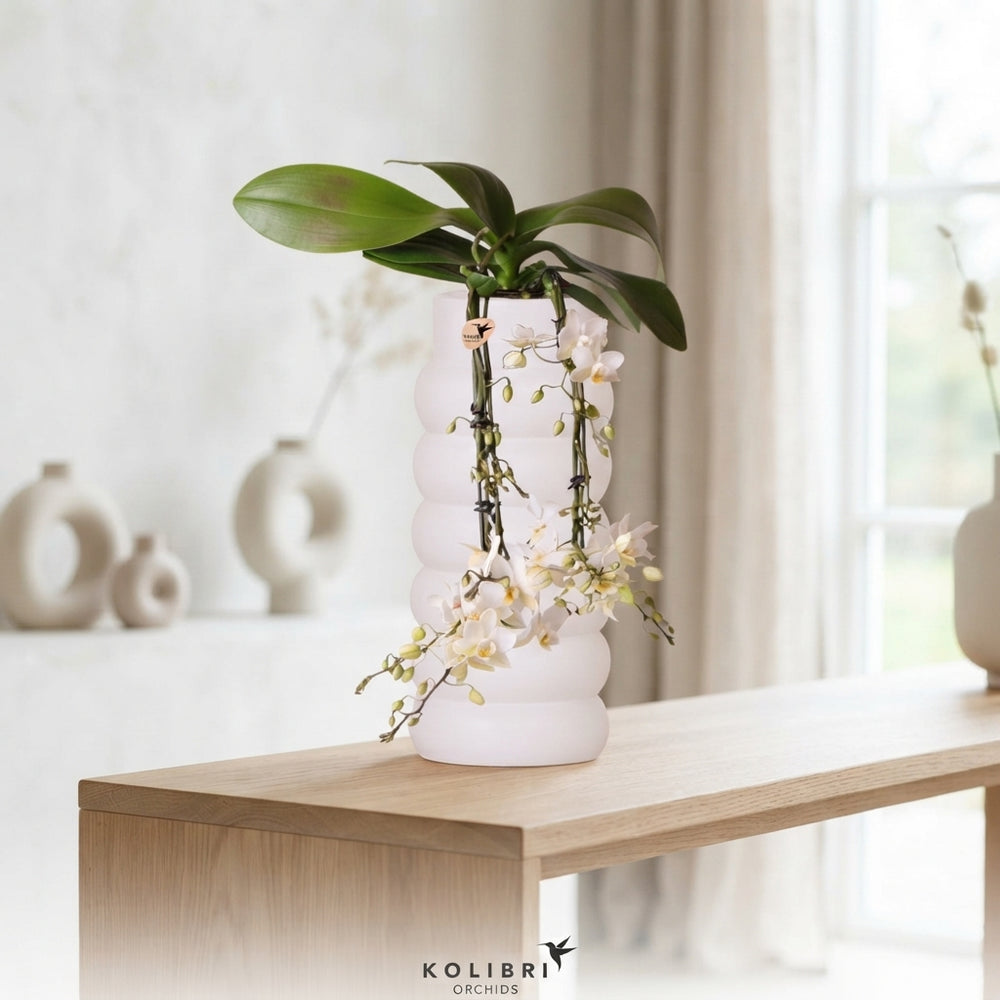 White Phalaenopsis Orchid – 9cm Ceramic Pot