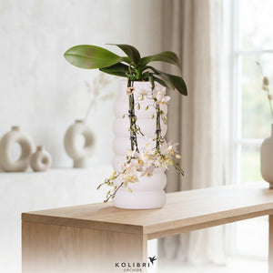 White Phalaenopsis Orchid – 9cm Ceramic Pot