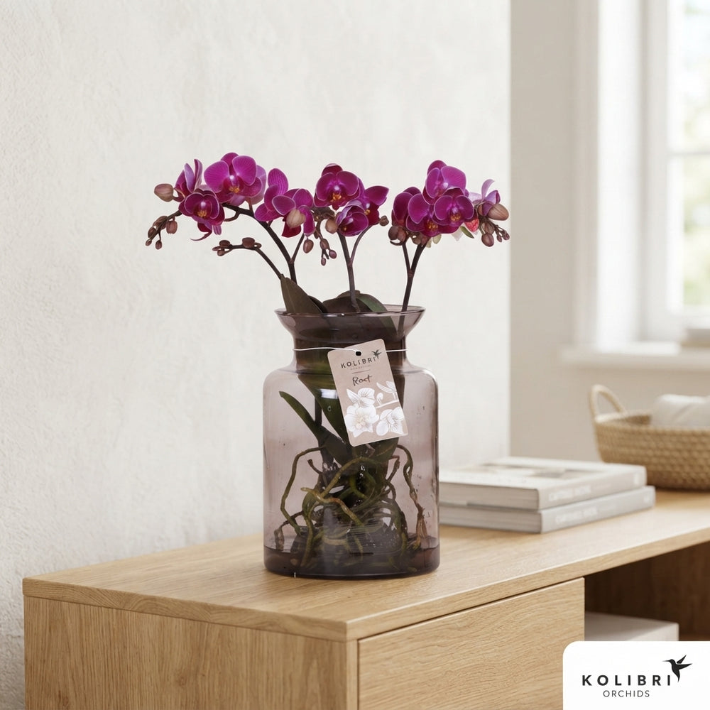 Mixed Phalaenopsis Orchid – 3 Stems, 16cm Pot
