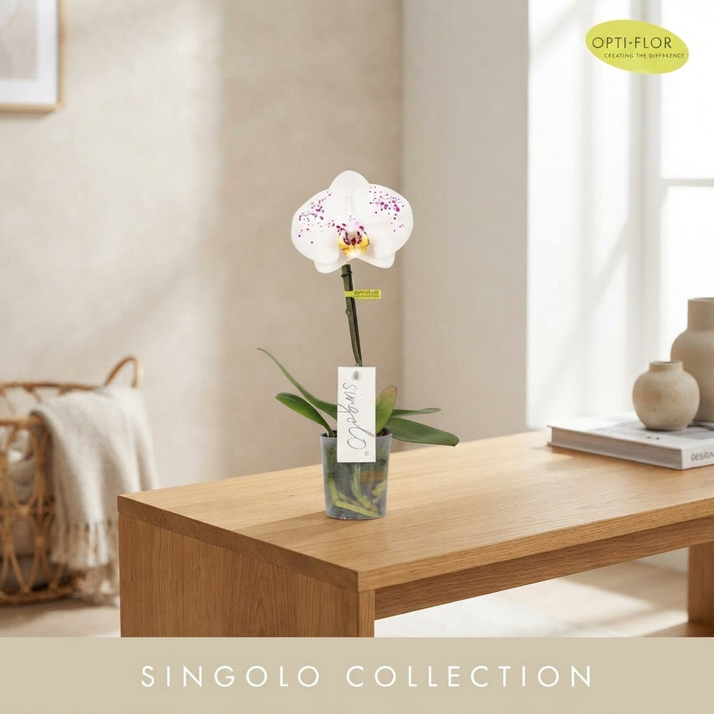 White Phalaenopsis Orchid ‘Singolo Owari’ – 9cm Pot