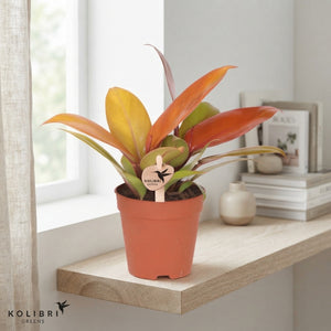 Philodendron ‘Cherry Red’ – 9cm Pot