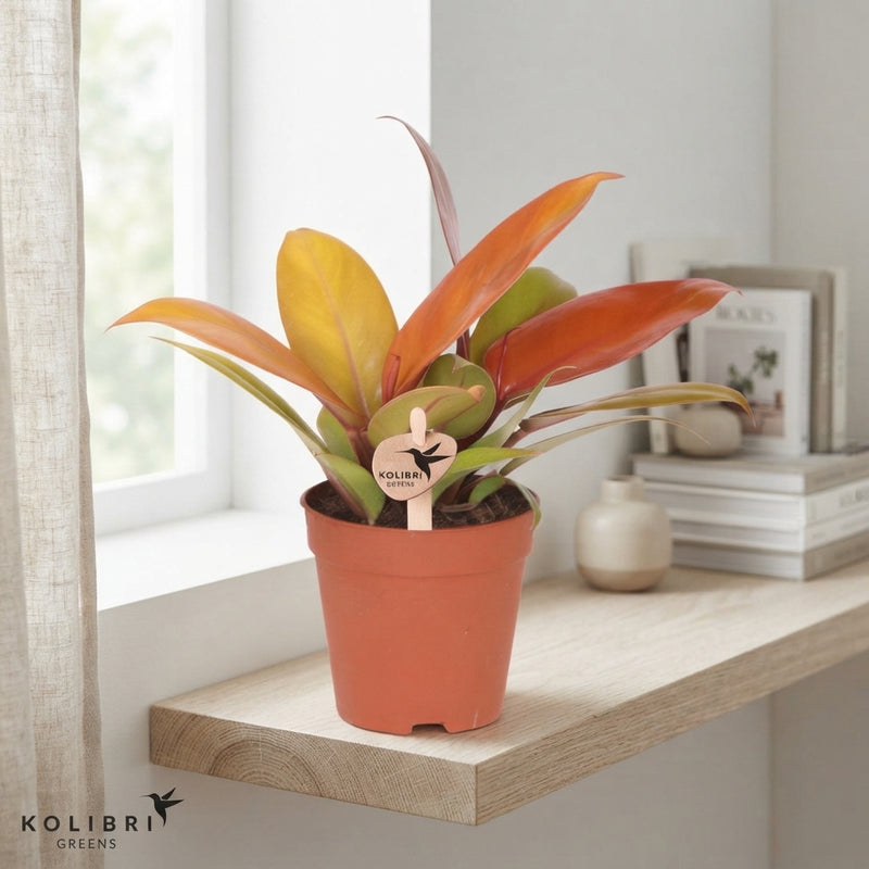 Philodendron ‘Cherry Red’ – 9cm Pot