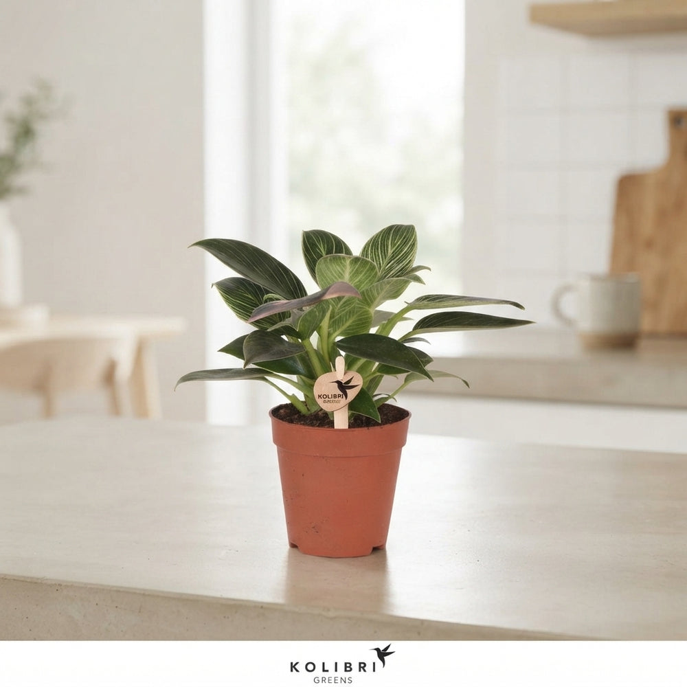 Philodendron Green Houseplant – 9cm Pot