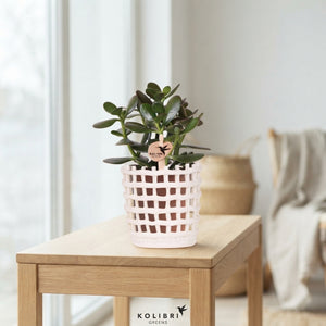 Mixed Succulent Collection – White Ceramic Mesh Pot, 9cm