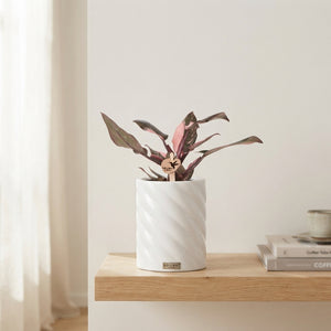 Philodendron Green Houseplant – 9cm Retro Ceramic Pot