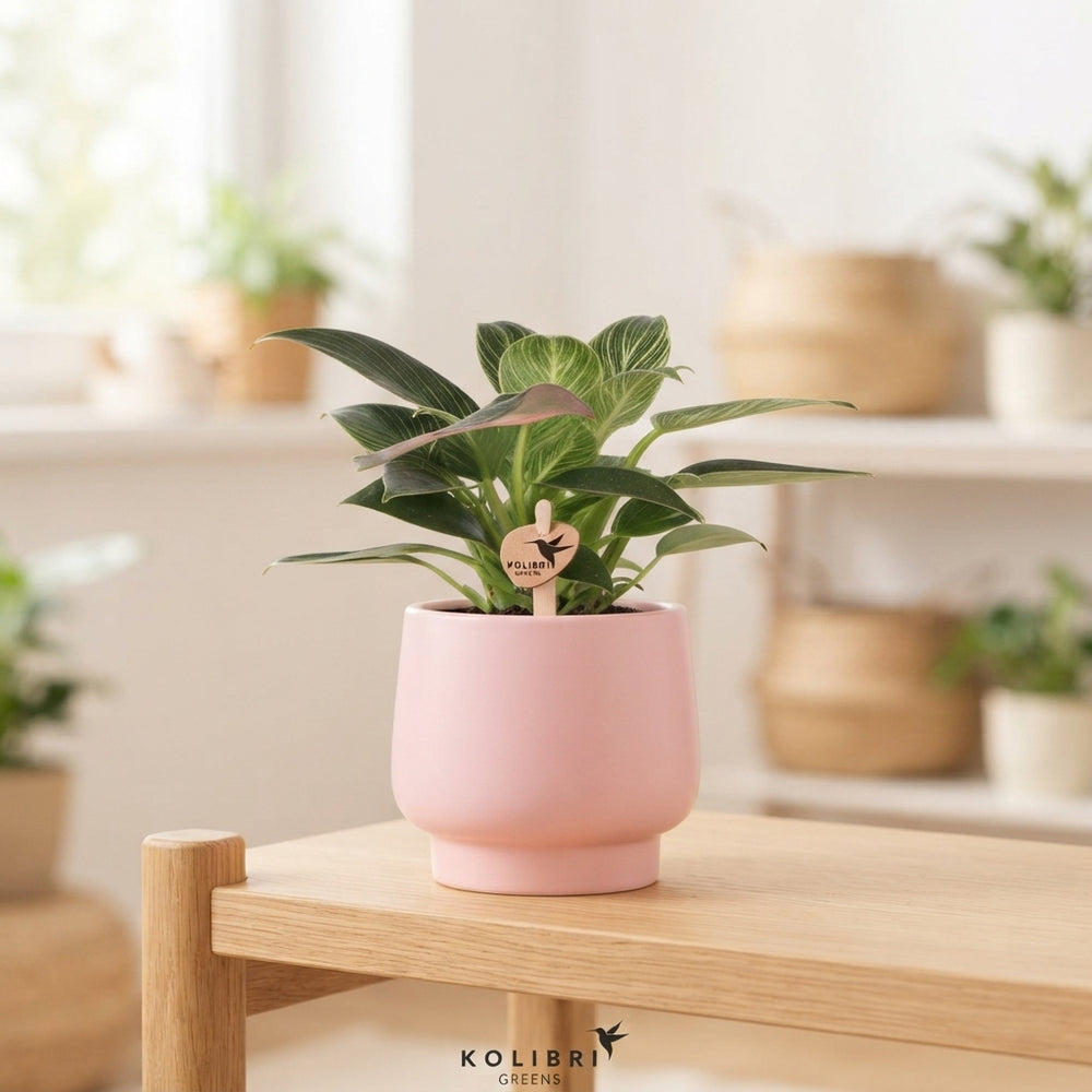 Philodendron Green Houseplant – 9cm Ceramic Scandic Pot