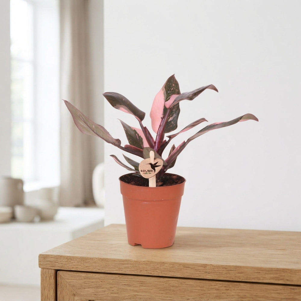 Pink Princess Philodendron – 9cm Pot