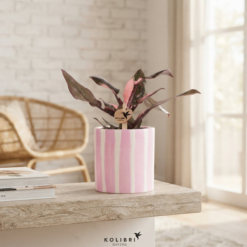 Philodendron Pink Princess Marble – 9cm Pot