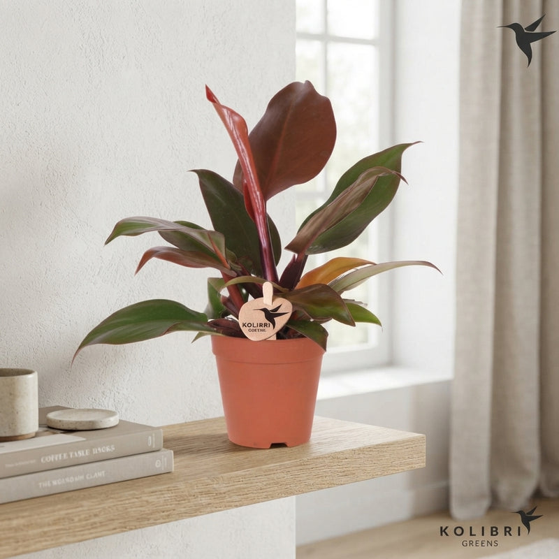 Red-Leaf Philodendron – 9cm Pot, 20cm High