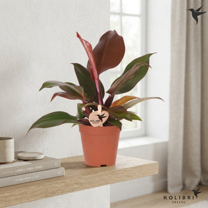 Red-Leaf Philodendron – 9cm Pot, 20cm High