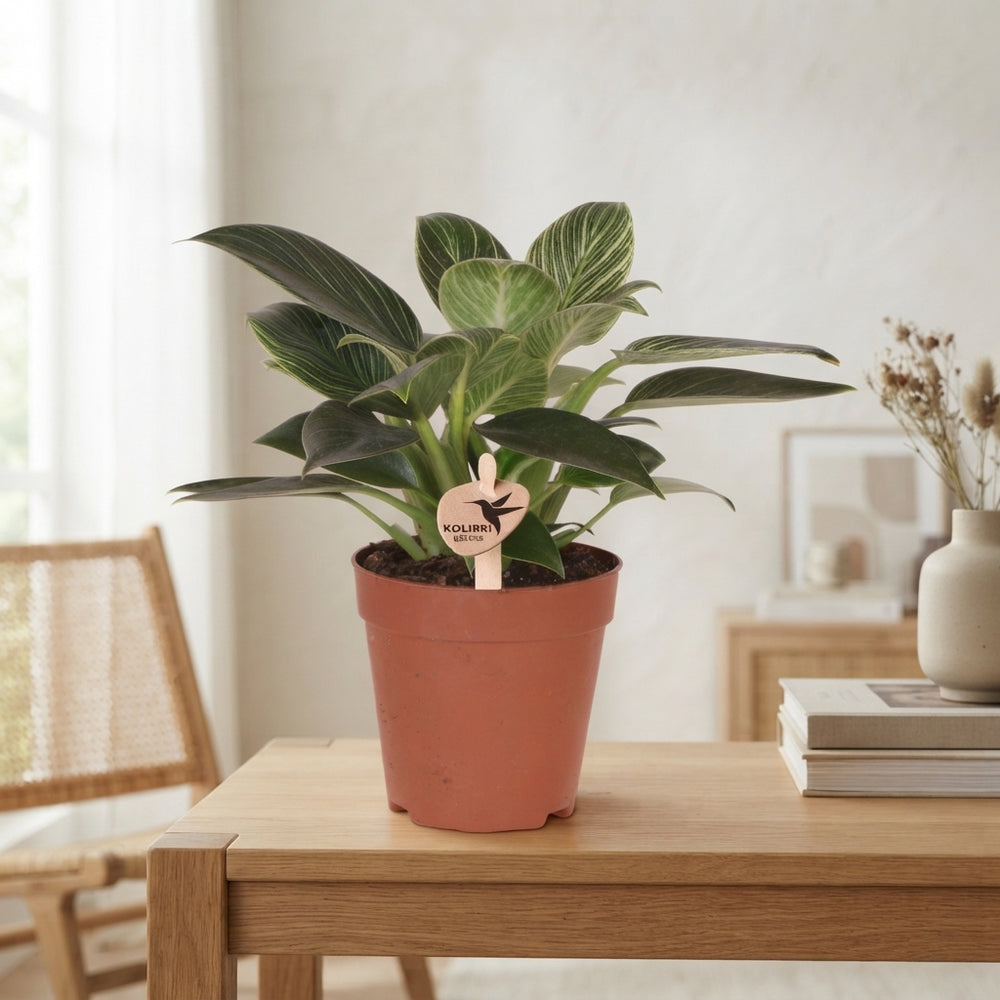 Philodendron ‘White Measure’ – 9cm Pot, 20cm High