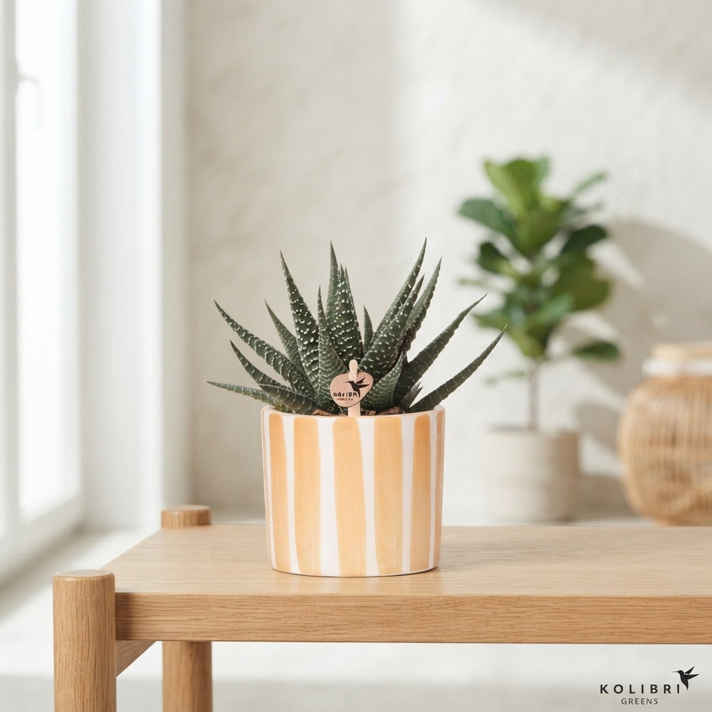 Mixed Succulent in Pastel Ceramic Pot – 6cm