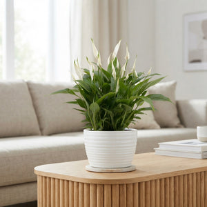 White Peace Lily ‘Chopin’ – 17cm Ribbed Ceramic Pot