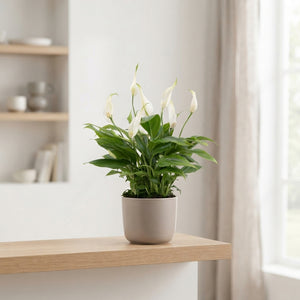 White Peace Lily (Spathiphyllum) – 10.5cm Pot