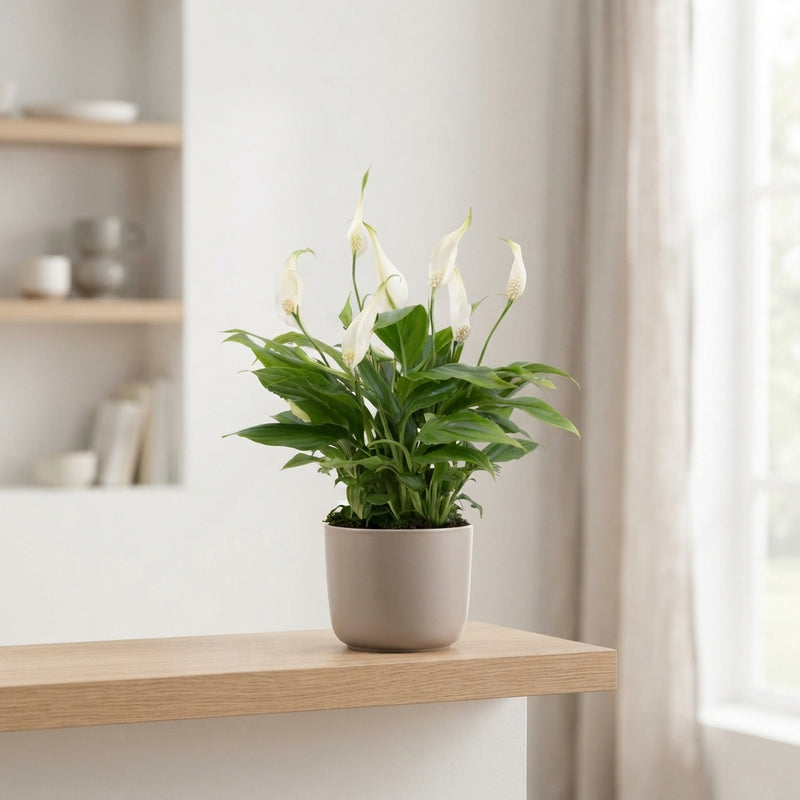 White Peace Lily (Spathiphyllum) – 10.5cm Pot