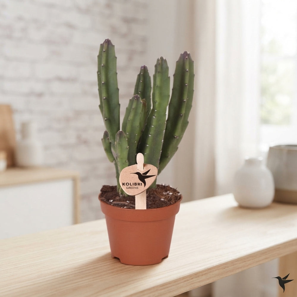 Stapelia leendertziae Succulent – 6cm Pot