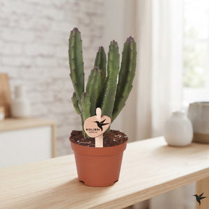 Stapelia leendertziae Succulent – 6cm Pot