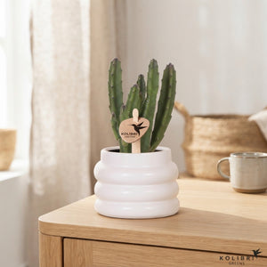 Stapelia leendertziae Succulent – 6cm Ceramic Pot