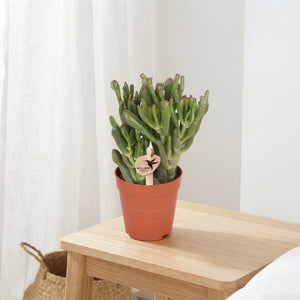 Mixed Crassula Succulent – 9cm Pot, Approx. 20cm High