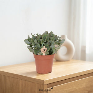 Mixed Succulent Collection – 12cm Pot, 26cm High