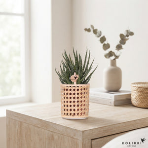 Mixed Succulent Arrangement – 9cm Pot, 23cm High