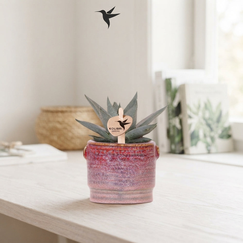 Mixed Succulent Collection – 6cm Classy Red Ceramic Pot