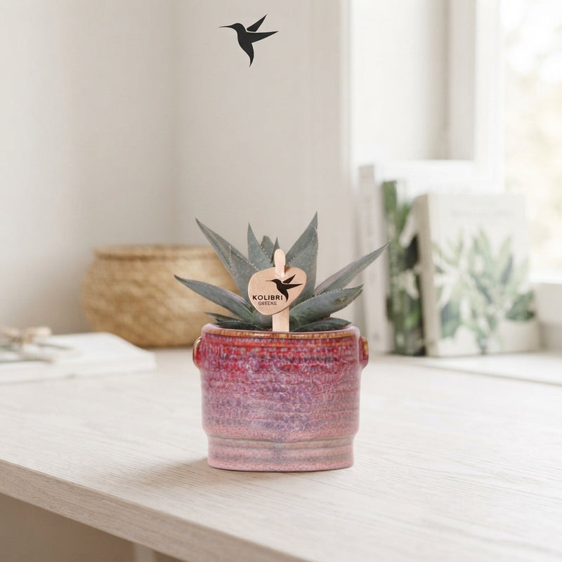 Mixed Succulent Collection – 6cm Classy Red Ceramic Pot