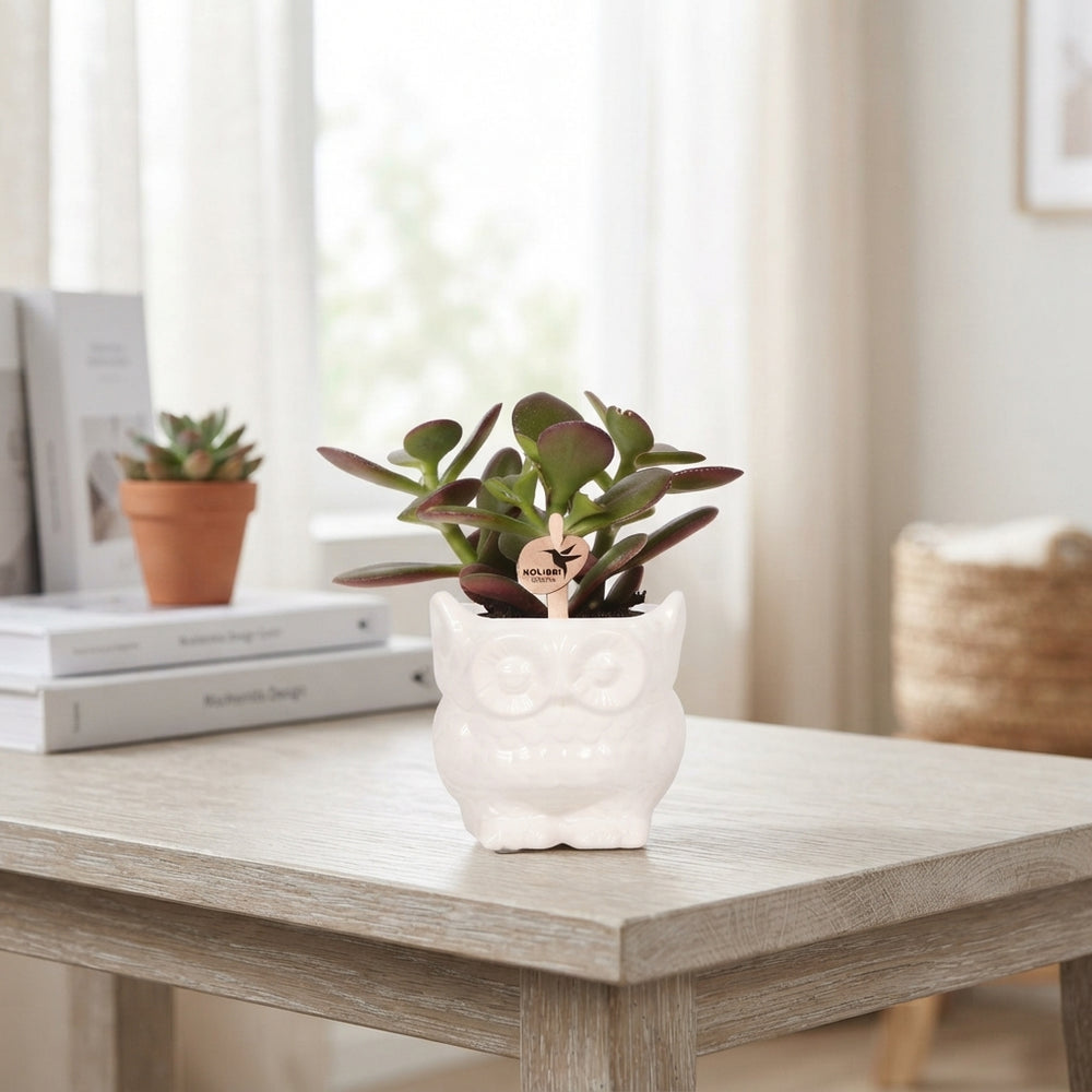 Mixed Succulent Arrangement in White Owl Ceramic Pot – 6cm