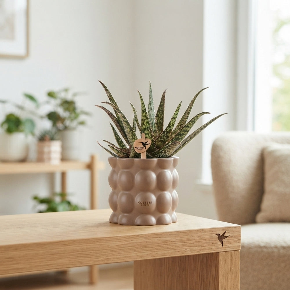 Mixed Succulent Collection in Retro Ceramic Pots – 9cm