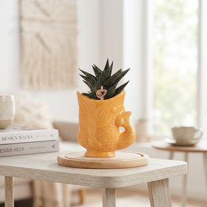 Mixed Succulent Fish Arrangement – 6cm Ceramic Pot