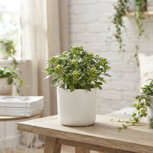Pacific White Ajania (Ajania pacifica) – 10.5cm Pot